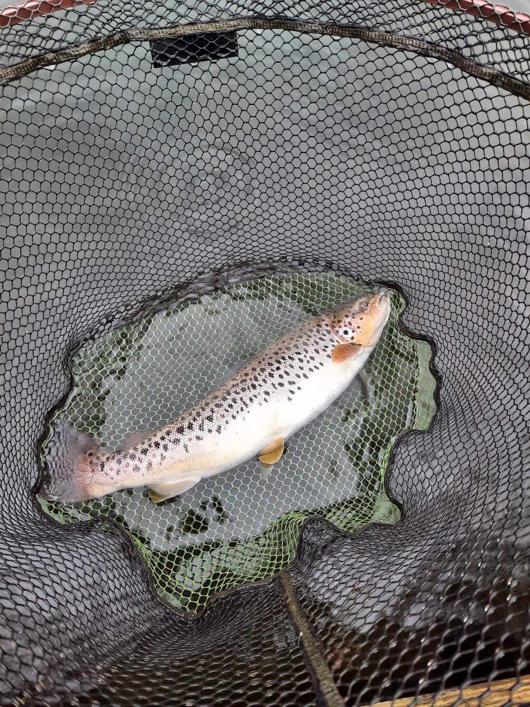 Sandford Pool Trout Fishery