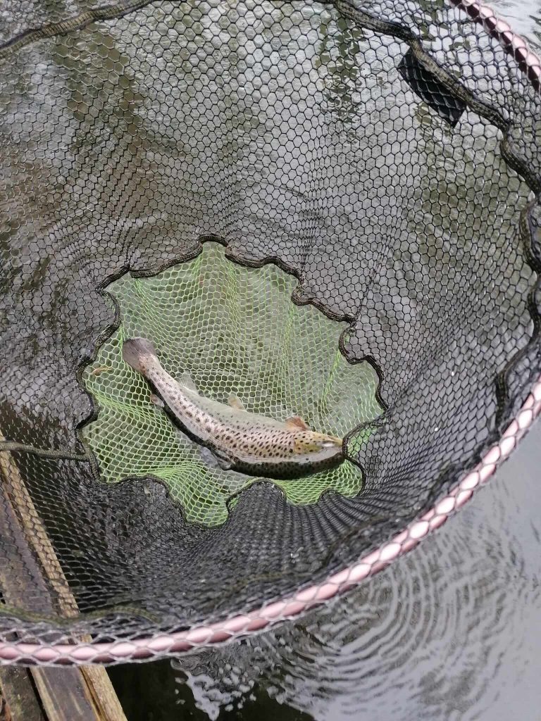 Sandford Pool Trout Fishery